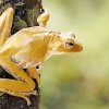 A tree frog leaps into list of Endemic Amphibians