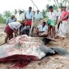 Manta ray struggles for survival
