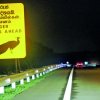 Peacocks’ tragic dance of death on expressway