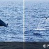 Sri Lanka whale watching must develop responsibly
