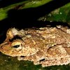 Hollow-snouted srub frog (Pseudophilautus cavirostris)