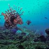 [UW Photo A120] Lion fishes at car wreck
