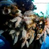 [UW Photo A112] Uncommon Coral
