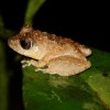 Kandyan Shrub Frog (Pseudophilautus rus)