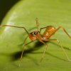 Kerengga Ant-like Jumper - Colombo, Sri Lanka