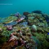 [UW Photo A123] Turtles at Ningaloo reef