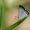 Indian Cupid (Everes lacturnus)