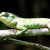 Pethiyagoda’s Crestless Lizard (Calotes pethiyagodai)