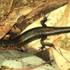 Gan's Lanka Skink (Lankascincus gansi)