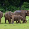 The Wild Elephants of Sri Lanka