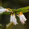 Dendrobium nutantiflorum