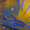 [UW Photo A108] Blue Ringed Angelfish