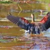 Lesser Whistling Duck; Friends at Beddegana