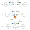 The Groundbreaking ‘Click Chemistry’ And ‘Bioorthoganal Chemistry’