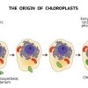 Evolution Of Photosynthesis