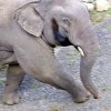 Sinharaja elephant attacks raise villager fury