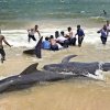 Sampur pilot whales stranding will remain a mystery