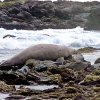 Allow Elephant Seal to rest before risky journey home back to Antarctica