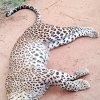 Perhaps this leopard did not die in vain