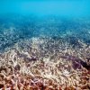 Floating lifeline to rescue dying Bar Reef