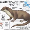 Calls to protect Colombo’s urban wildlife as dead otter discovered near Parliament