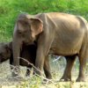 ‘White elephant’ concentration camp for problem jumbos