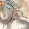 Unusual coloured snake turned out to be common wolf snake