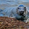 Antarctic seal in town – Let it be free..!!