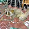 Declining loris populations risk lives on power lines