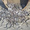 They are marine eels, not sea snakes