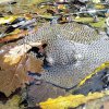 Whip-tailed marine beauty spotted in Menik Ganga