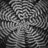 The Pattern of Ferns [IMG_0147] by Kesara Rathnayake

	Via...