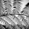 Fern “IMG_0152” by Kesara Rathnayake

	Via...