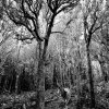 B&W Forest [IMG_0170] by Kesara Rathnayake

	Via...