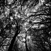 Forest Pattern [IMG_0175] by Kesara Rathnayake

	Via...