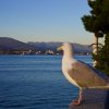 Seagull [IMG_0757] by Kesara Rathnayake