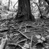 Roots [IMG_1201] by Kesara Rathnayake