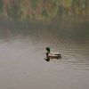 Duck in Lower Lake [IMG_3027] by Kesara Rathnayake

	Via...