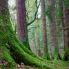 Glendalough Green [IMG_3046] by Kesara Rathnayake

	Via...