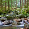 Glendalough Stream [IMG_3047] by Kesara Rathnayake

	Via...