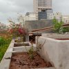 My Roof Garden on top of the rest 10