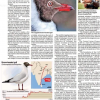 High above icy peaks, a bird tagged in Mannar makes a heroic flight