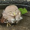 Owl saved from drowning, flies away after TLC