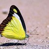 Unveiling a butterfly mystery: Research sheds light on little-known migration