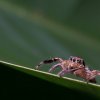 Jumping Spider - Colombo, Sri Lanka