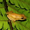 Sri Lanka Petite Shrub-frog (Pseudophilautus tanu)