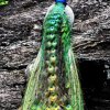 The peacock – time to use the bird in the context of species management!