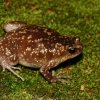Rohan’s Globular Frog (Uperodon rohani)