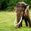 The last stand of the Tuskers of Sri Lanka