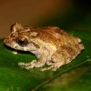 Sri Lanka Short-Horned Shrub frog (Pseudophilautus singu)